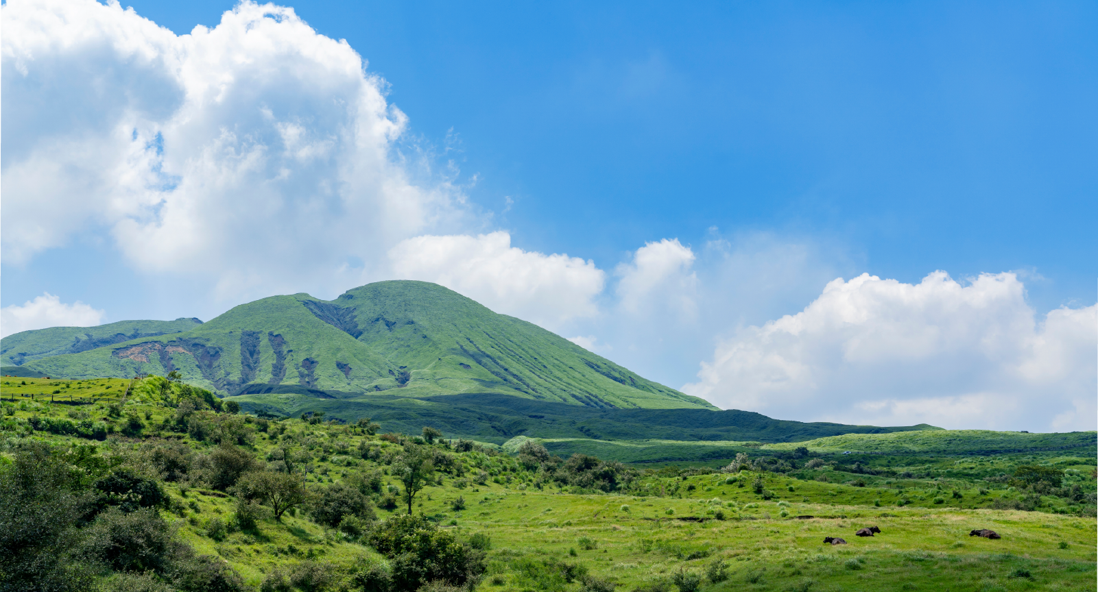 エコの森が創造する持続可能な未来